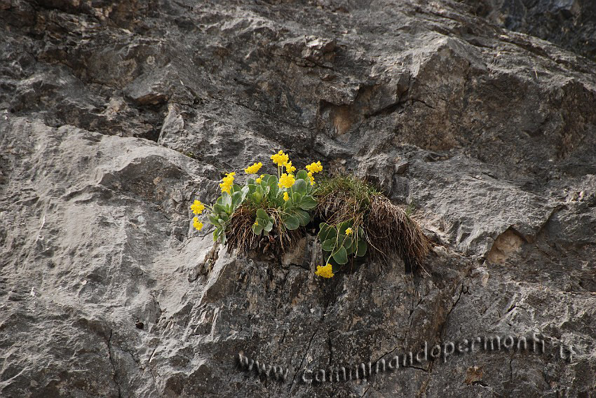 09 03749 Primula Orecchia d'orso.JPG